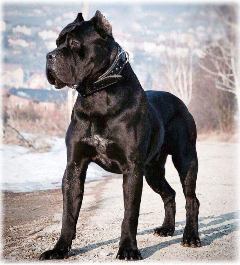 Кане Корсо собака