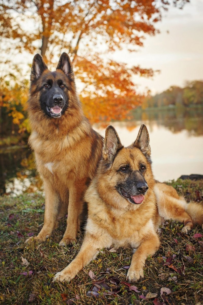 German Shepherd немецкая овчарка