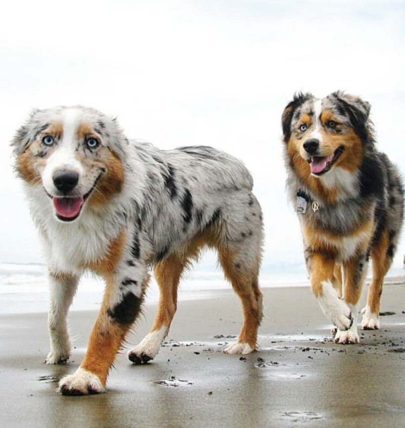 @Chelsea_Aussie:аусси - австралийская овчарка🥰