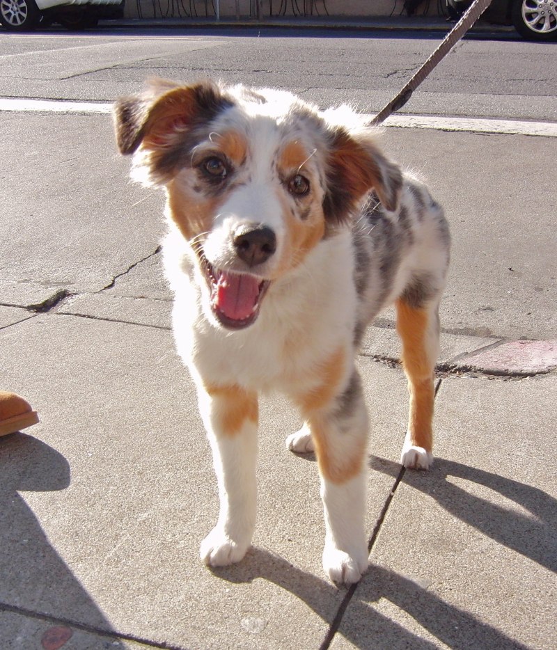 Mini Australian Shepherd adorableness