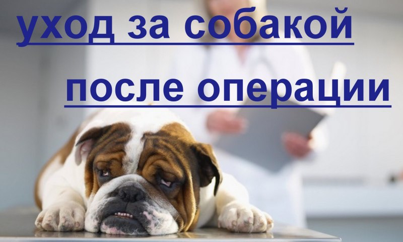 Купирование хвоста у собак