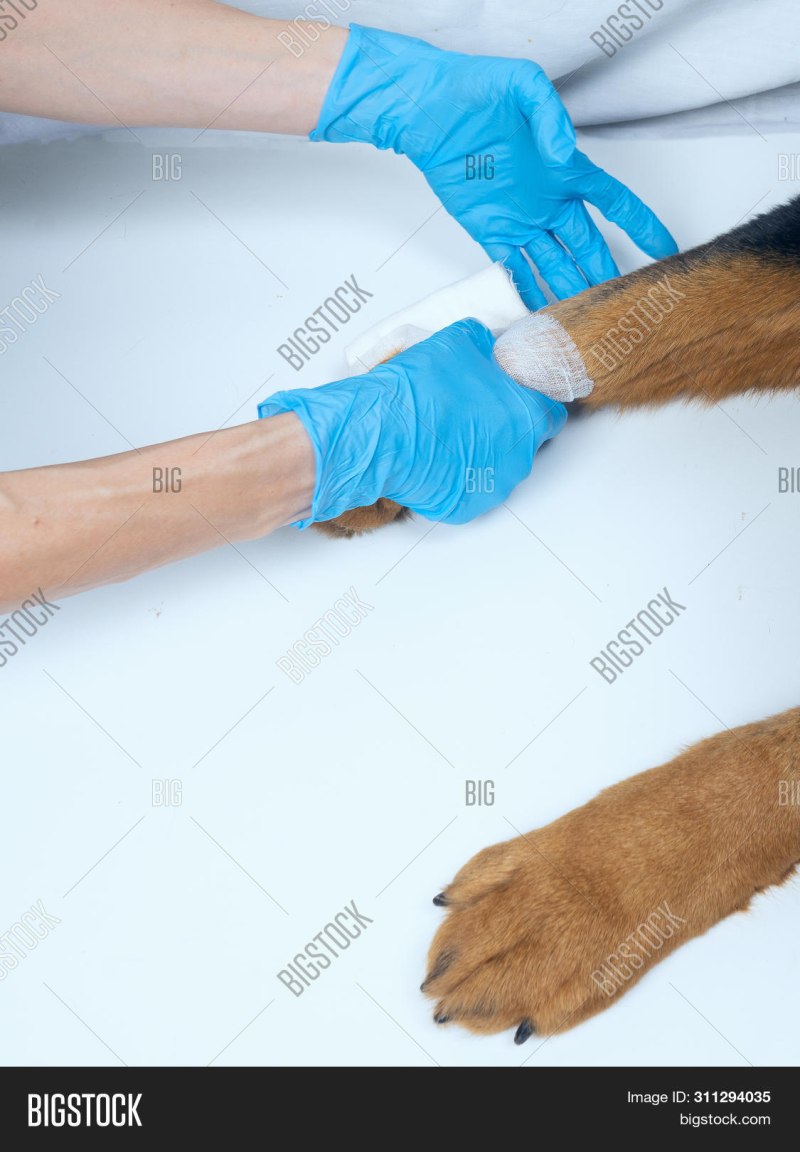English Labrador Weight