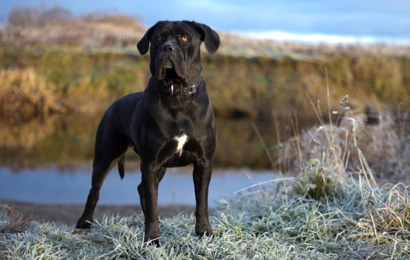 Кане Корсо (Cane Corso)