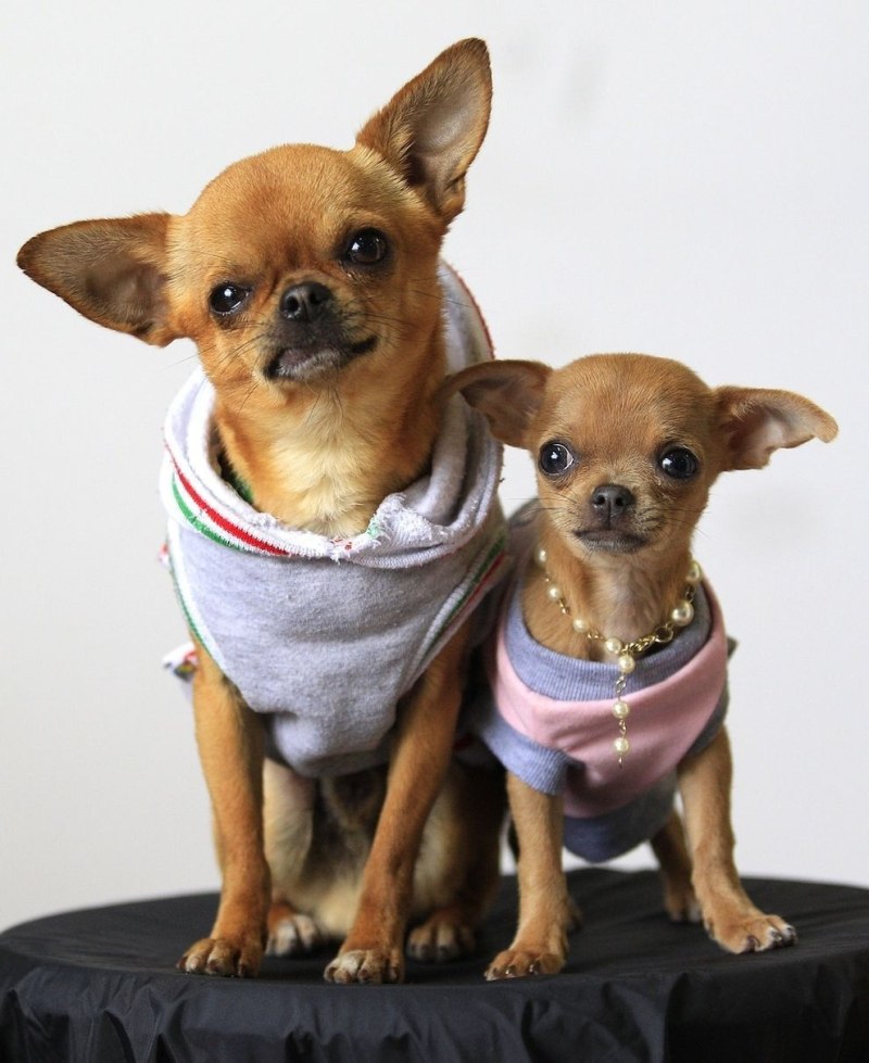 Чихуахуа Chihuahua
