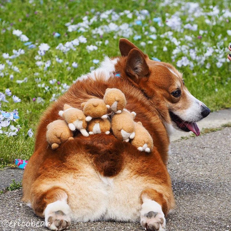 Японская собака корги