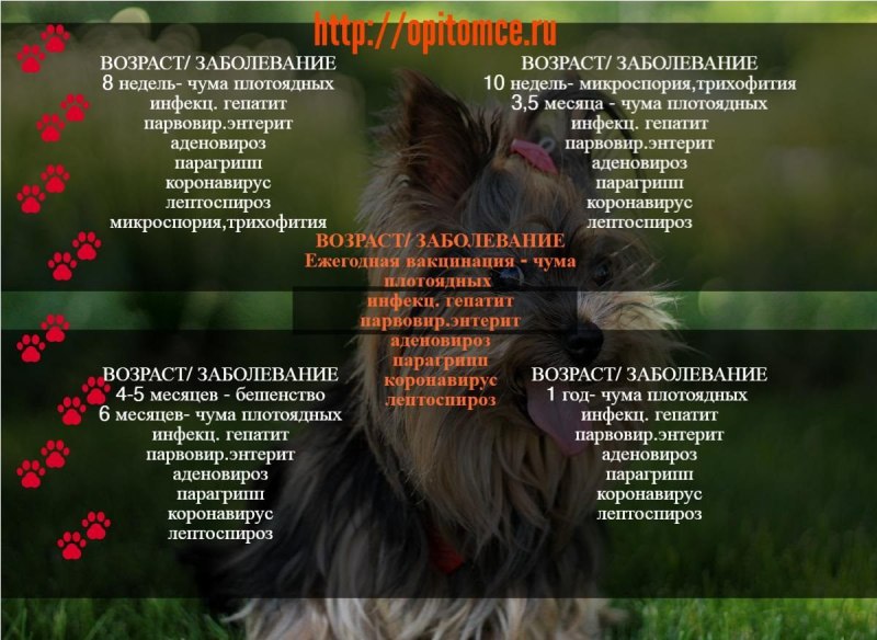 Интерьер овчарки тело