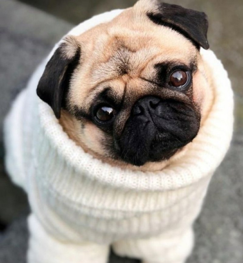 Pug Мопс