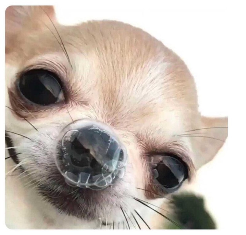 Чихающий пес