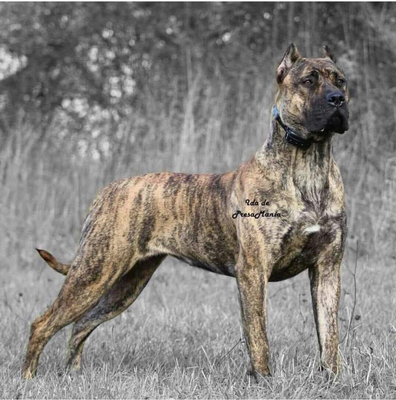 Presa Canario порода собак