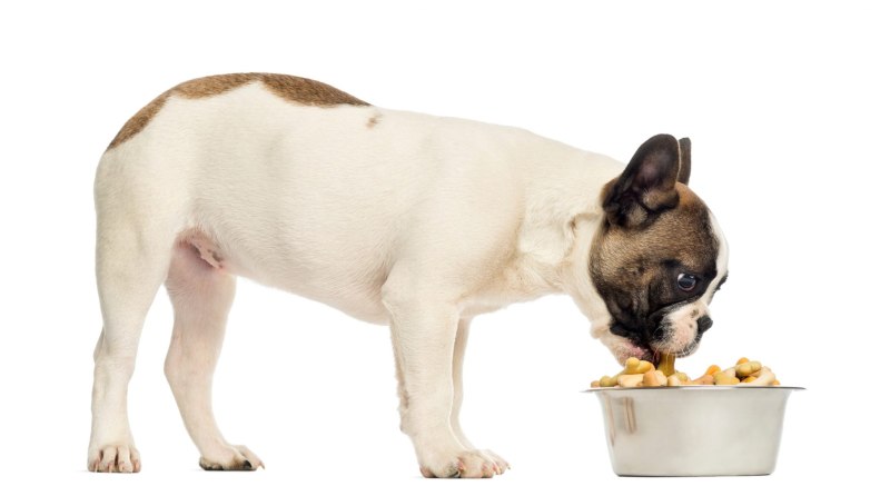 Dog taste