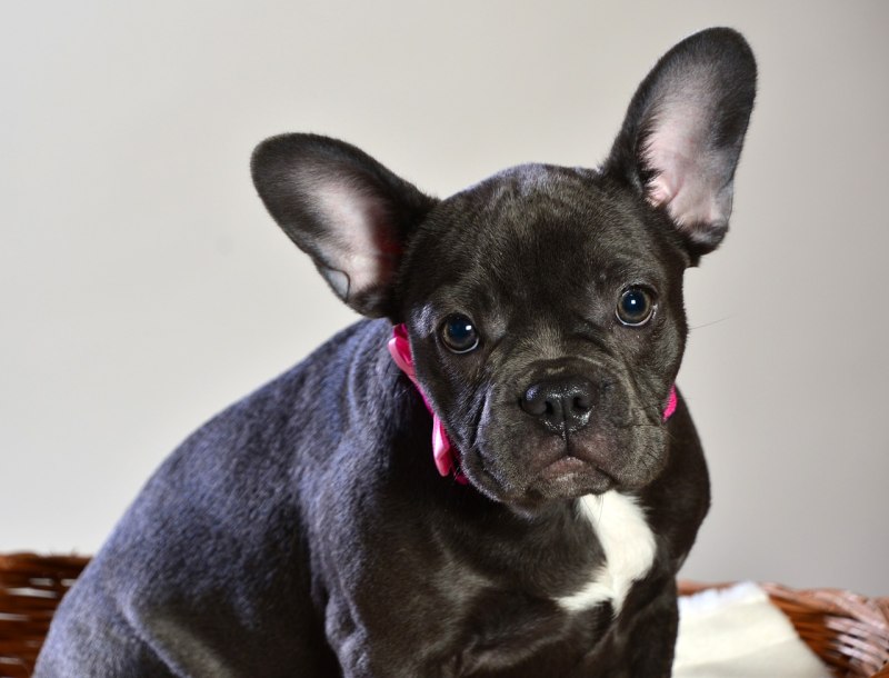 Blue French Bulldog