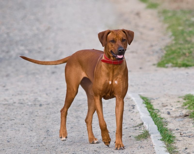Rhodesian Ridgeback Dog