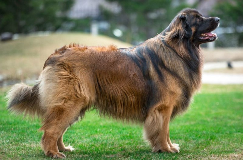 Кане Корсо