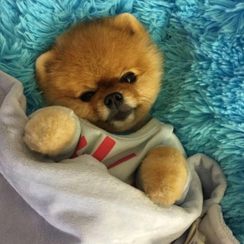 Померанский шпиц мишка