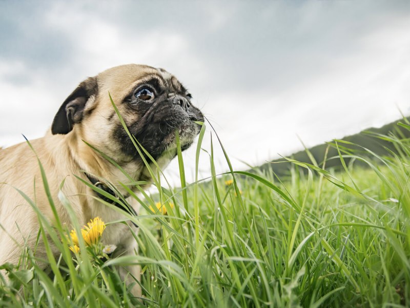 Dog grass