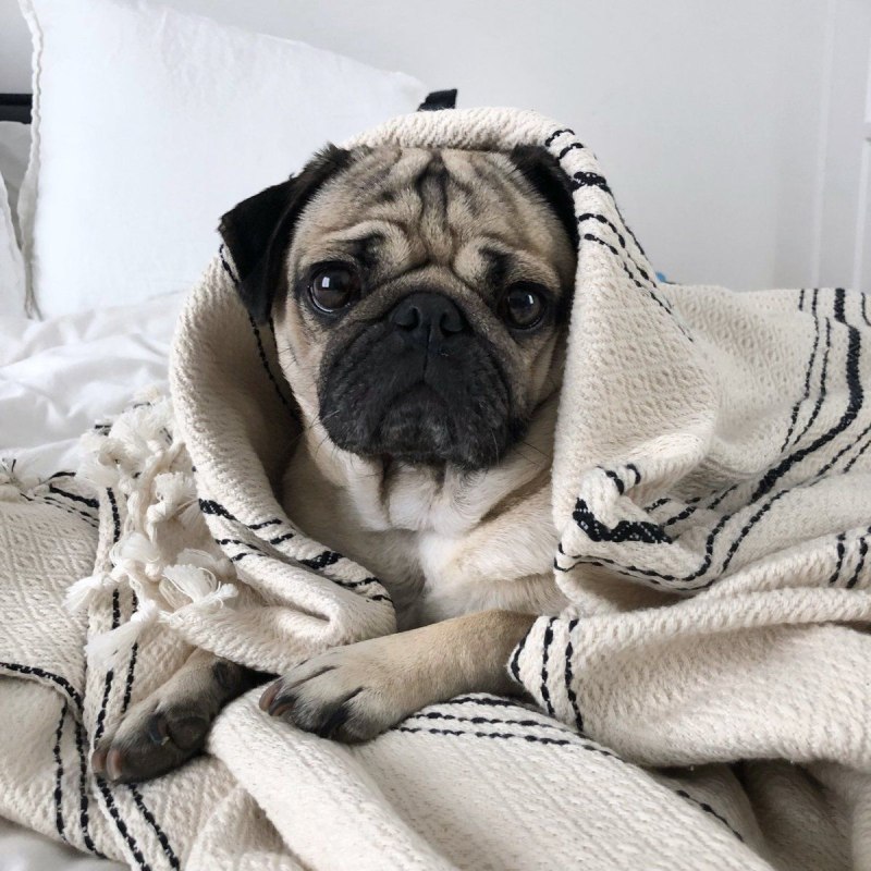 Мопс маленький