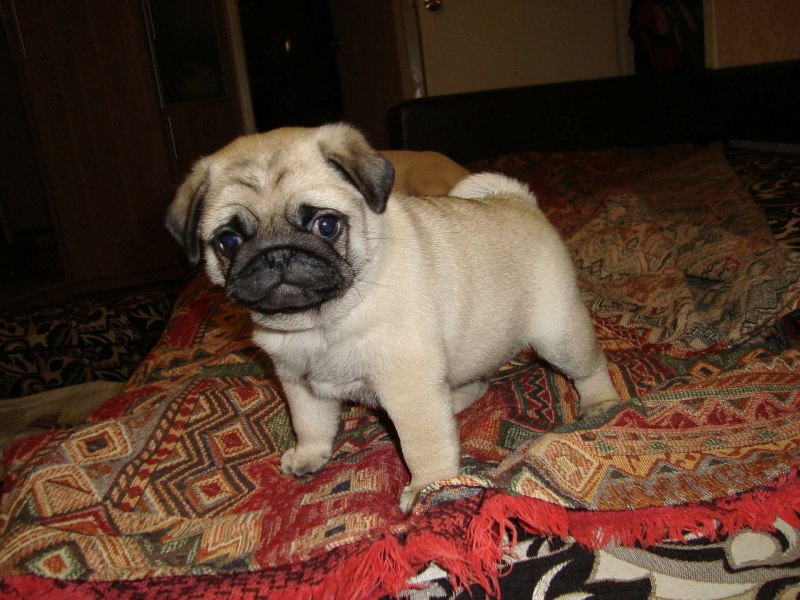 Pug Мопс