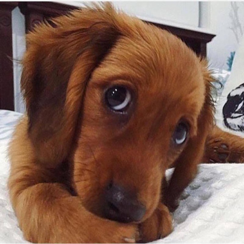 Милота собаки
