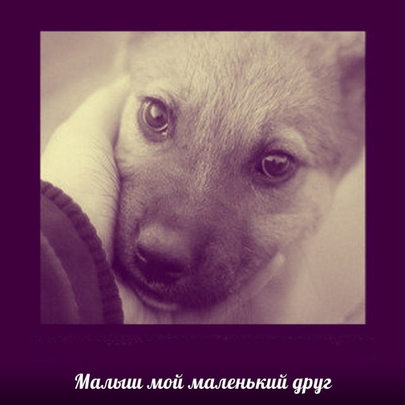 Приют для животных в Каменске-Шахтинском