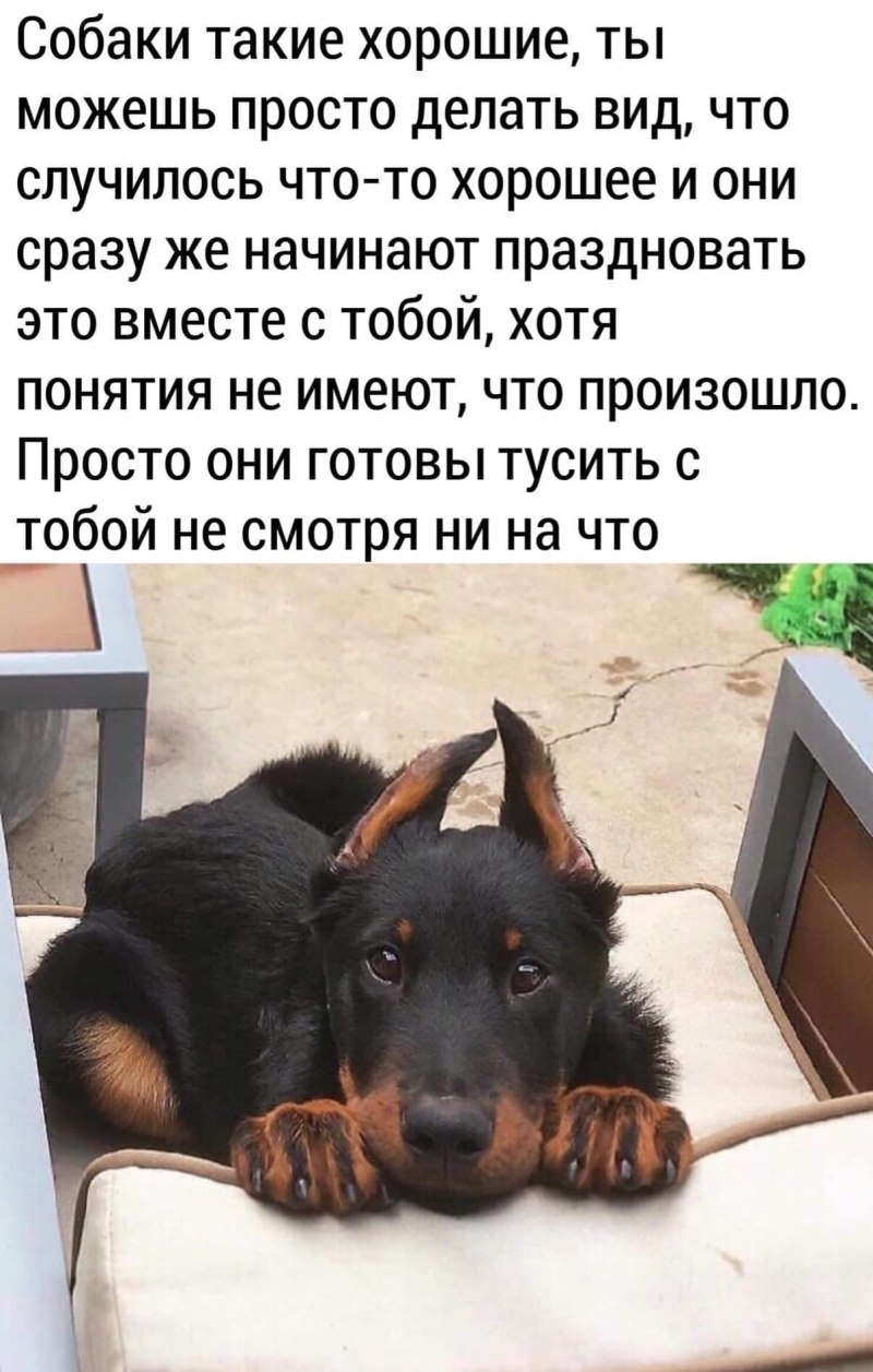 Собаки верные и преданные друзья