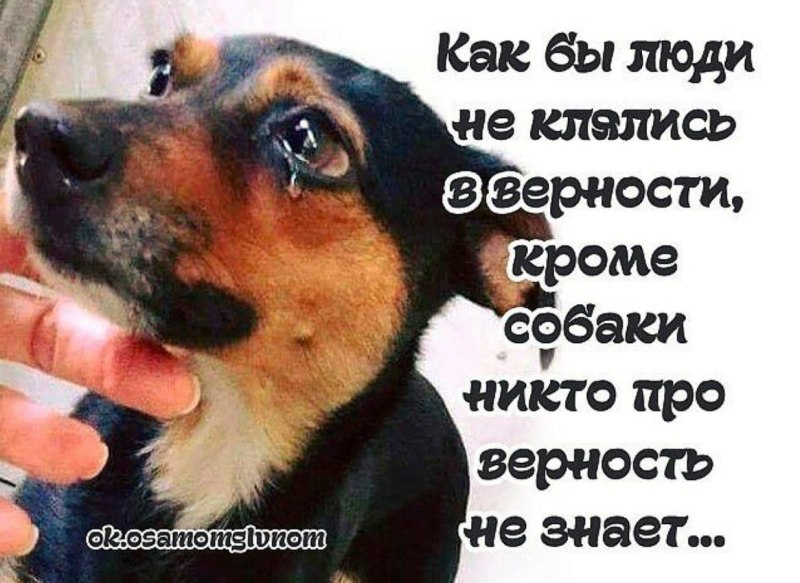 Цитаты про собак и человека