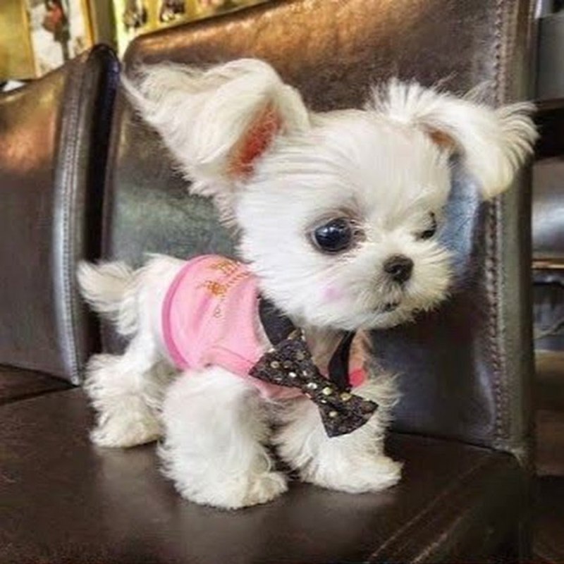 Мини собачки