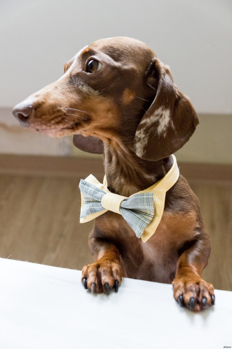 FORMYDOGS такса ТС 1