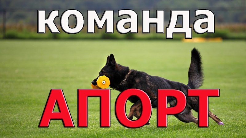 Команда держи для собак