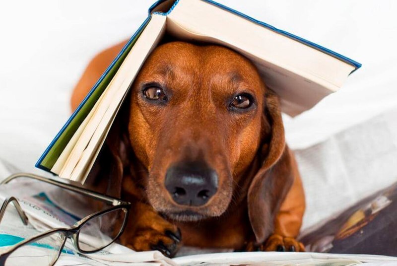 Собака с книжкой