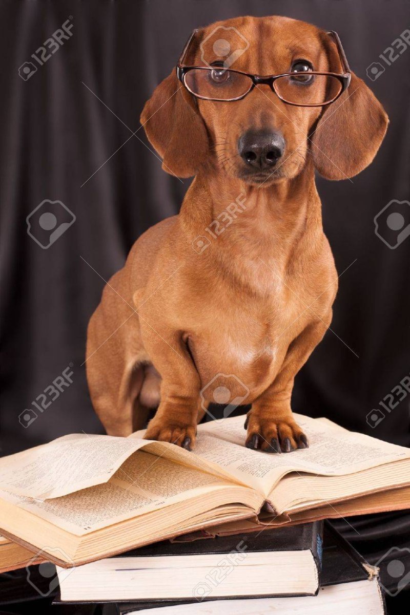 Такса с книгой