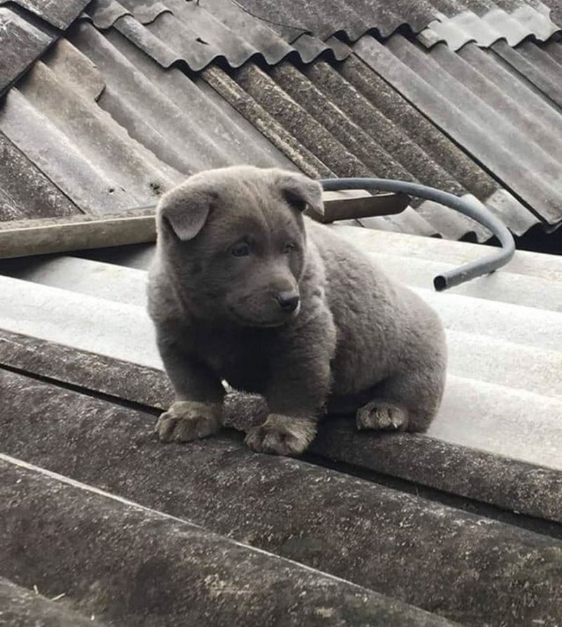 Вьетнамский хмонг собака фото