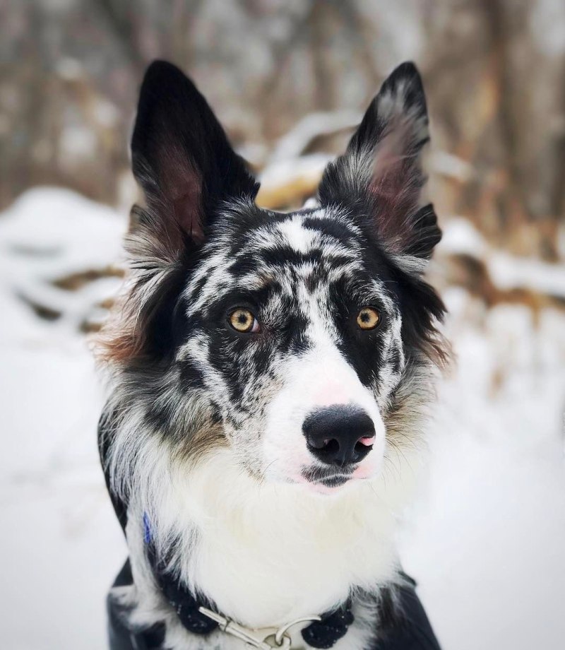 Бордер колли Blue Merle