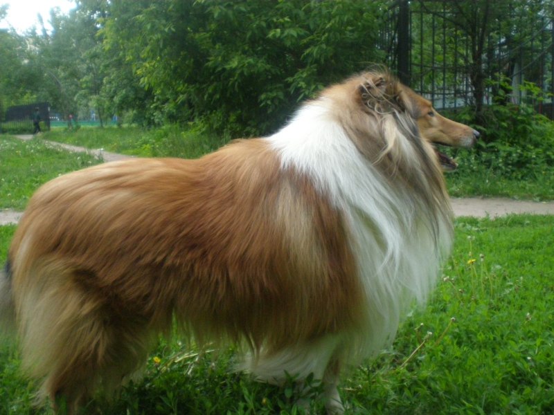 Гладкий колли