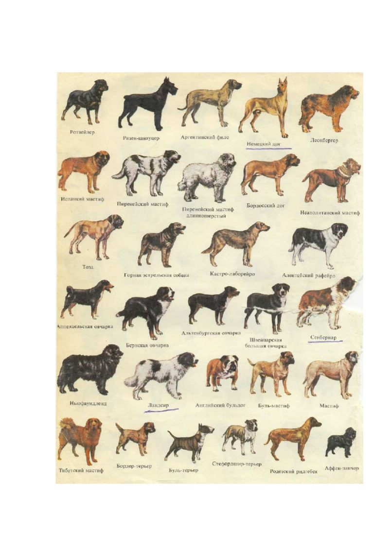 Картинки собак всех пород овчарки
