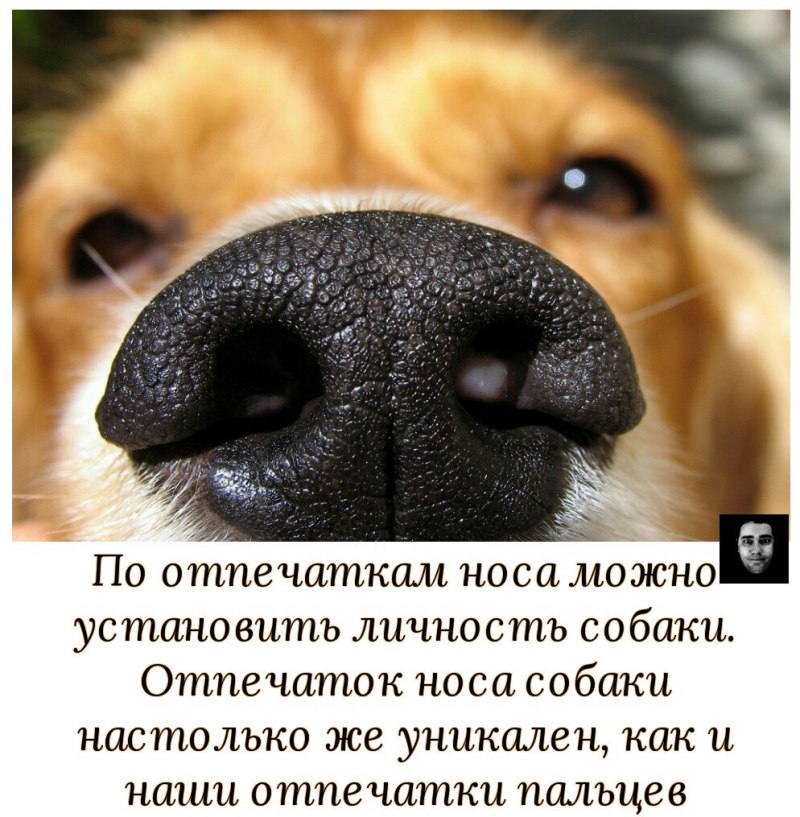 Отпечаток носа собаки