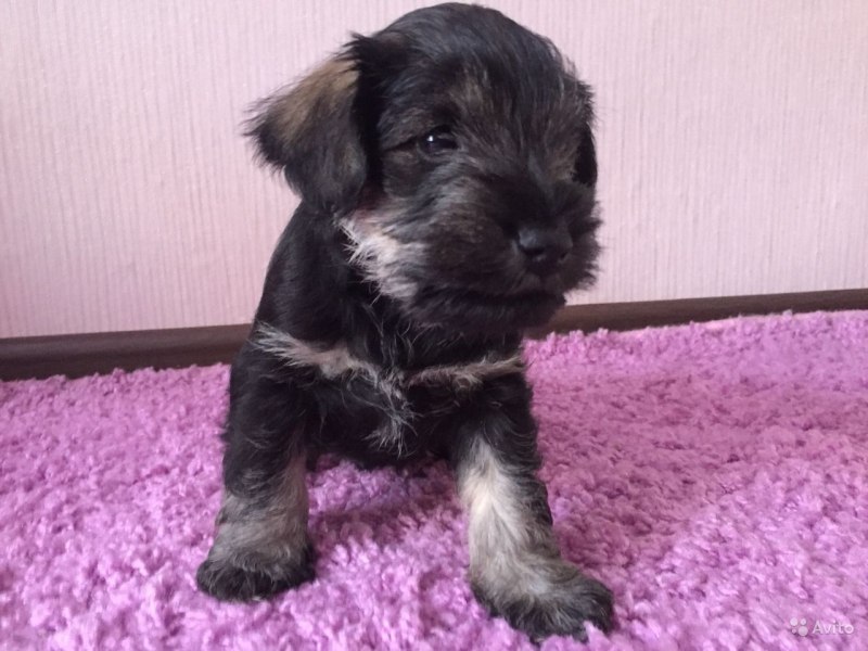 Цвергшнауцер щенок 1 месяц