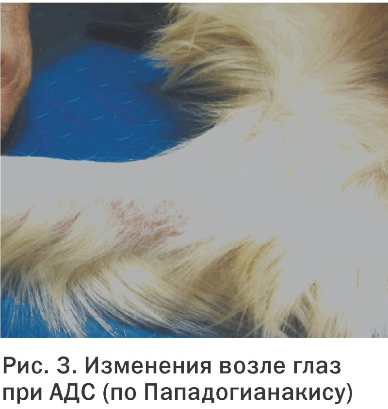 Пасть МОПСА