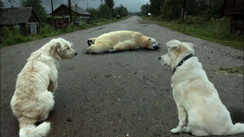 Картинки приколы