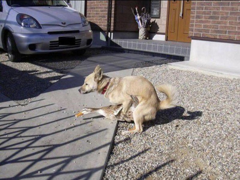 Собака нашкодила