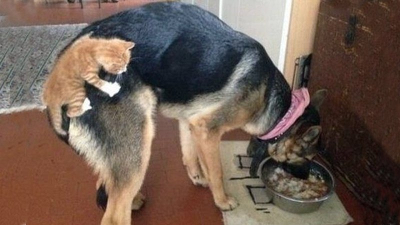 Собачки уходим