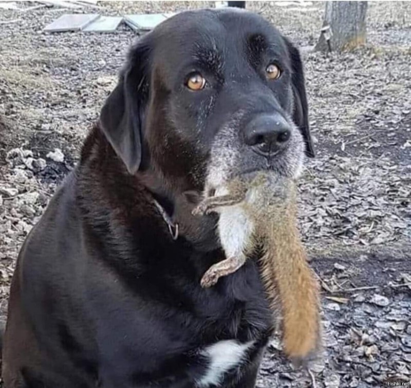 Собаки юмор