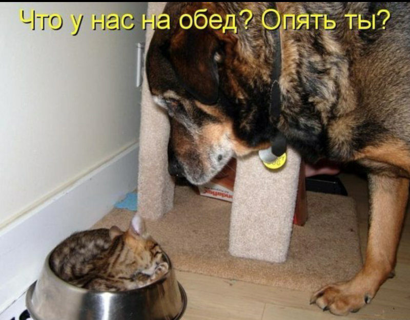 Приколы с животными с надписями