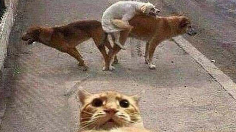 Отец одиночка собака