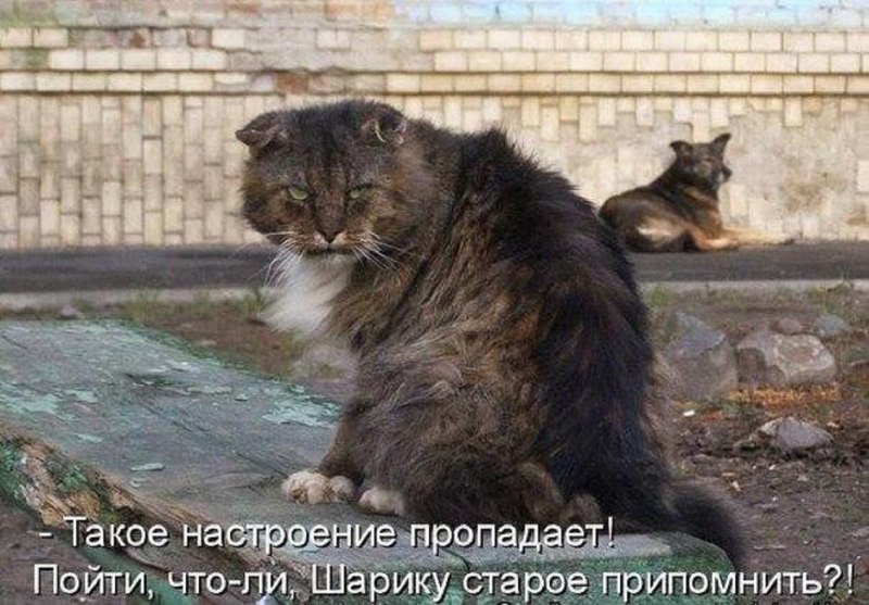 Собака самый верный друг