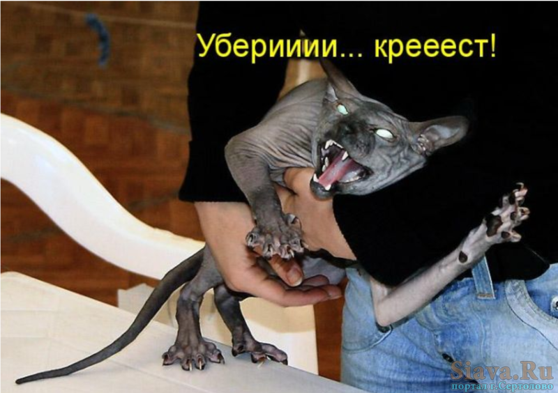 Собака выпрашивает еду