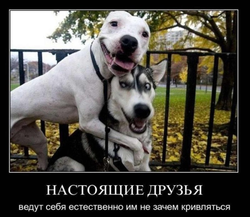Собаки спагетти