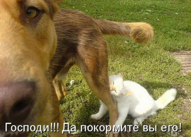 Настоящий друг прикол