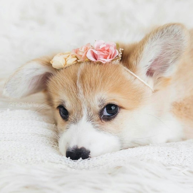 Милые щеночки корги