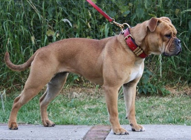 Крупная порода собаки похожая на бульдога
