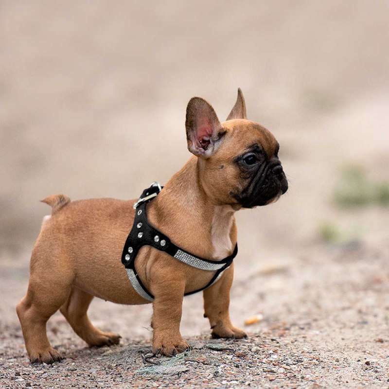 Шлейка для собак Frenchie